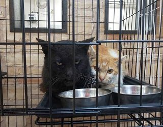 富山・保護猫】にゃんとボランティアネットワーク50匹の野良猫を保護 